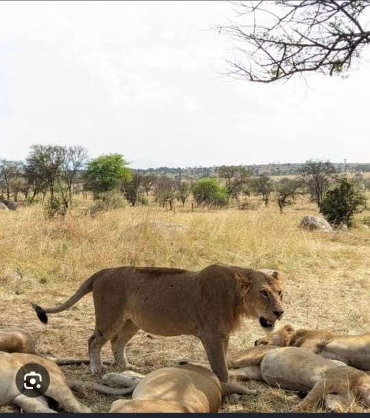 Simba 10 wauwa eneo la Ndutu Ngorongoro
